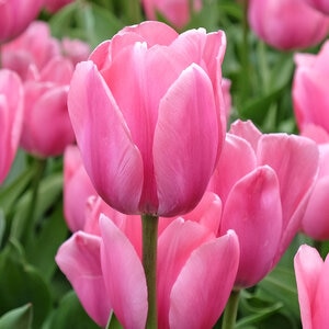 Tulipa Bulb Triumph Mistress Tulip