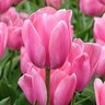Tulipa Bulb Triumph Mistress Tulip