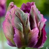 Tulipa Bulb Parrot Negrita Parrot Tulip