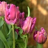 Tulipa Bulb Parrot Negrita Parrot Tulip