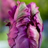 Tulipa Bulb Parrot Negrita Parrot Tulip