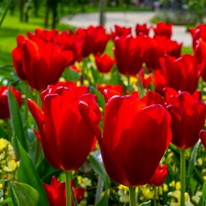 Tulipa Bulb Triumph Oscar Tulip 100 Count Bag