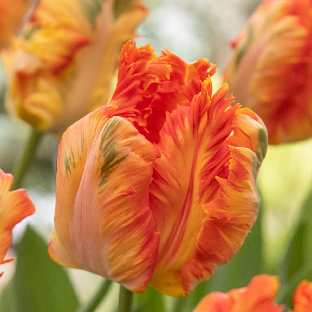 Tulipa Bulb Parrot King Tulip | SiteOne US