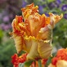 Tulipa Bulb Parrot King Tulip
