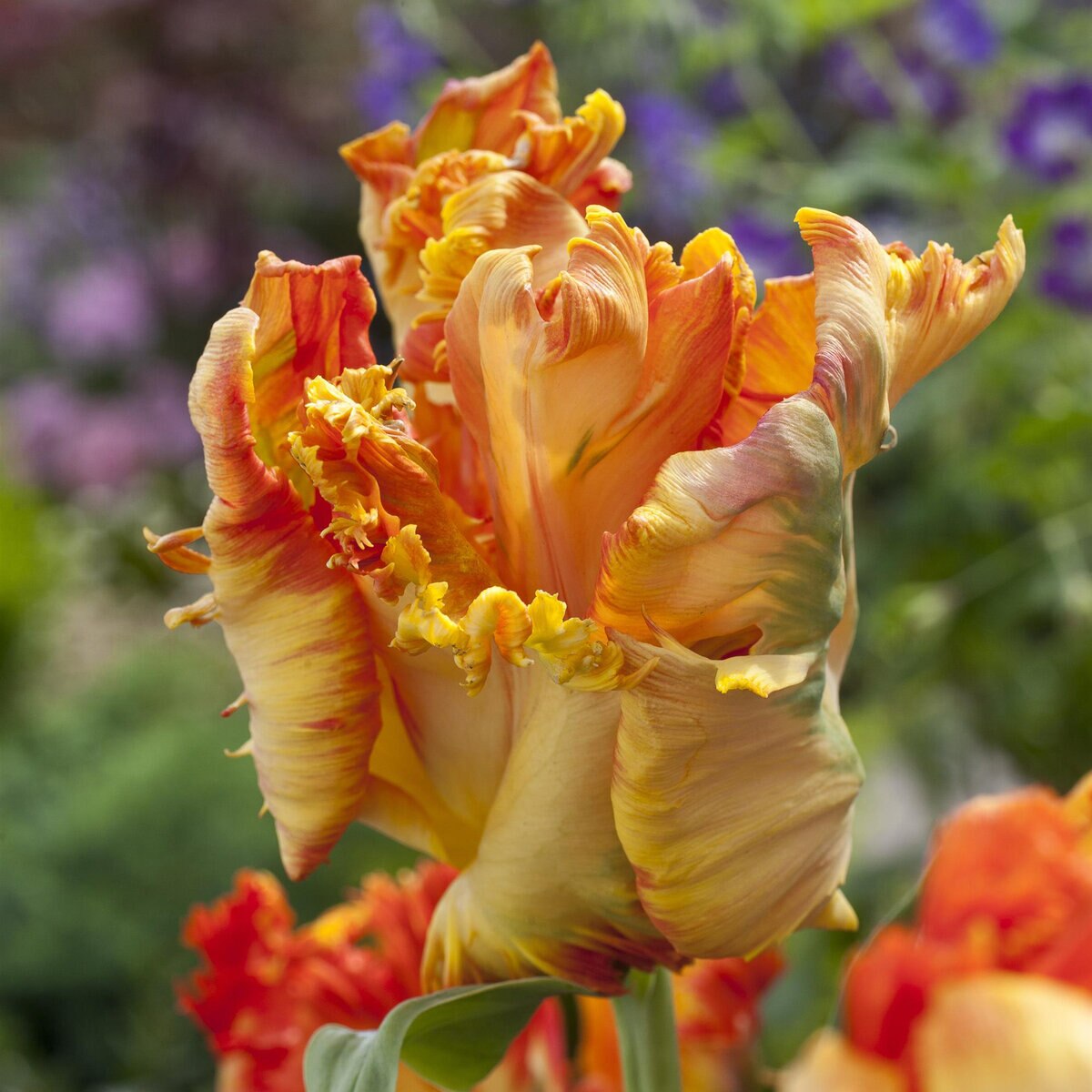 Tulipa Bulb Parrot King Tulip | SiteOne US