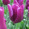 Tulipa Bulb Triumph Passionale Tulip