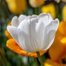 Tulipa Bulb Pim Fortuyn Tulip