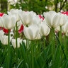 Tulipa Bulb Pim Fortuyn Tulip