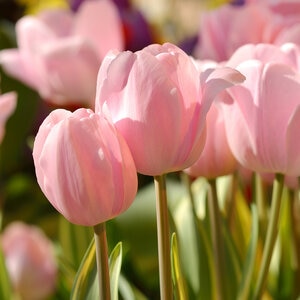 Tulipa Bulb Single Late Pink Diamond Tulip