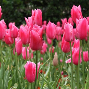 Tulipa Bulb Fosteriana Emperor Pink Emperor Tulip