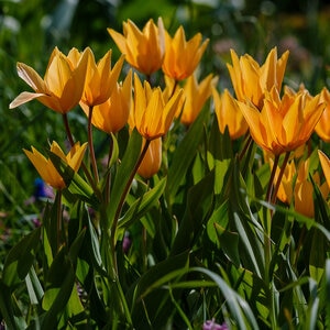 Tulipa Bulb Preasans Shogun Tulip Each