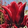 Tulipa Bulb Lily Flowered Pretty Woman Tulip