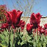 Tulipa Bulb Lily Flowered Pretty Woman Tulip