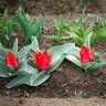 Tulipa Bulb Greigii Princess Charmante Tulip