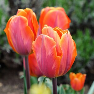 Tulipa Bulb Single Early Princess Irene Tulip