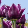 Tulipa Bulb Fringed Purple Crystal Tulip