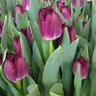 Tulipa Bulb Fringed Purple Crystal Tulip