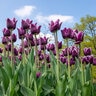 Tulipa Bulb Fringed Purple Crystal Tulip
