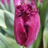 Tulipa Bulb Fringed Purple Crystal Tulip