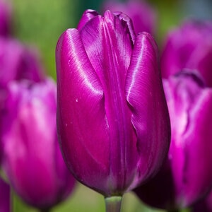 Tulipa Bulb Triumph Purple Flag Tulip
