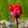 Tulipa Bulb Parrot Rococo Parrot Tulip