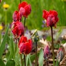 Tulipa Bulb Parrot Rococo Parrot Tulip