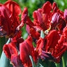Tulipa Bulb Parrot Rococo Parrot Tulip