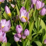 Tulipa Bulb Species Saxatilis Tulip