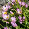 Tulipa Bulb Species Saxatilis Tulip
