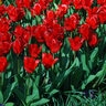 Tulipa Bulb Kaufmanniana Showwinner Tulip