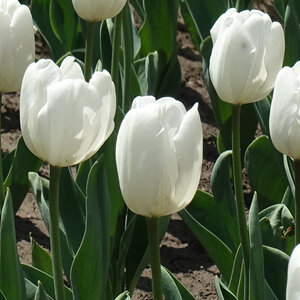 Tulipa Bulb Single Late Snow White Tulip Rack Program 8 Count Bag