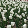 Tulipa Bulb Single Late Snow White Tulip