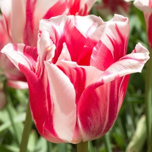 Tulipa Bulb Single Late Sorbet Tulip