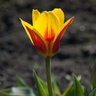 Tulipa Bulb Kaufmanniana Stresa Tulip