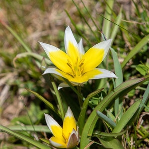 Tulipa Bulb Species Tarda Tulip