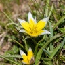 Tulipa Bulb Species Tarda Tulip