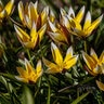 Tulipa Bulb Species Tarda Tulip