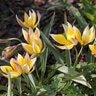 Tulipa Bulb Species Tarda Tulip