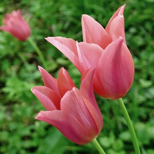 Tulipa Bulb Greggii Toronto Tulip