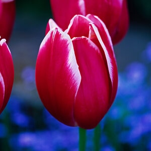 Tulipa Bulb Single Late Toyota Tulip