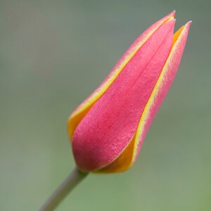 Tulipa Bulb Species Clusiana Tubergens Gem Tulip 150 Count Bag