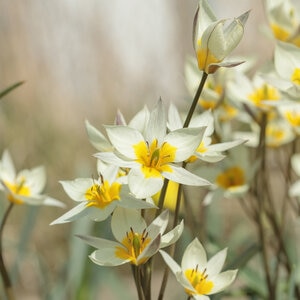 Tulipa Bulb Species Turkestanica Tulip 150 Count Bag