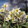 Tulipa Bulb Species Turkestanica Tulip