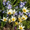 Tulipa Bulb Species Turkestanica Tulip