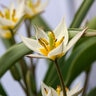 Tulipa Bulb Species Turkestanica Tulip