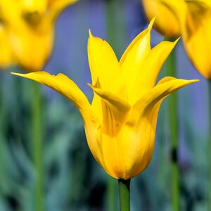 Tulipa Bulb Lily Flowered West Point Tulip