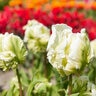 Tulipa Bulb Parrot White Parrot Tulip