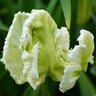 Tulipa Bulb Parrot White Parrot Tulip