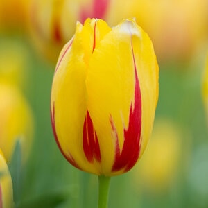 Tulipa Bulb Single Late La Courtine Tulip