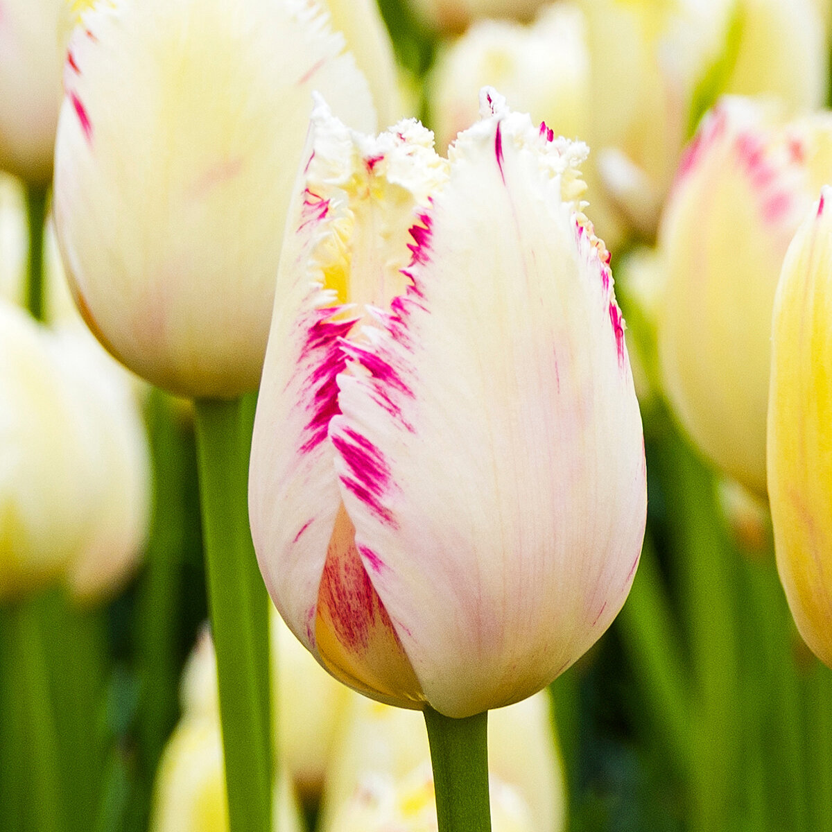 Tulipa Bulb Fringed Carousel Tulip | SiteOne US